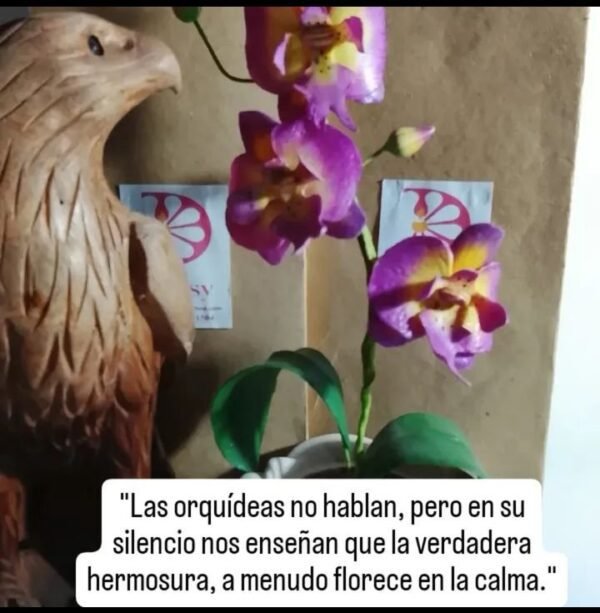 Orquídeas en maceta